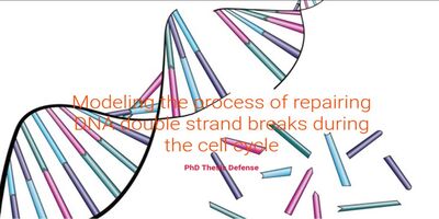 repairing DNA double strand breaks